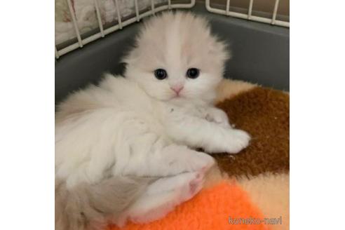 成約済の三重県のスコティッシュフォールド(折れ耳)-45479